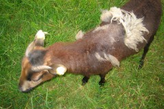 Amoenau_Atze_Schafe_20_05_2010_20100520_0009