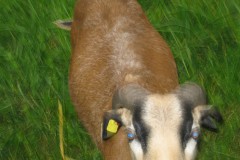 Amoenau_Atze_Schafe_20_05_2010_20100520_0010