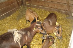 Amoenau_Atze_Schafe_20_05_2010_20100520_0017