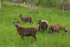 Amoenau_Atze_Schafe_20_05_2010_20100520_0019