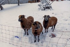 IMG_20211225_1617242